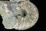 Hoploscaphites Ammonite - South Dakota #110583-1